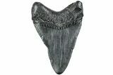 Fossil Megalodon Tooth - South Carolina #235736-1